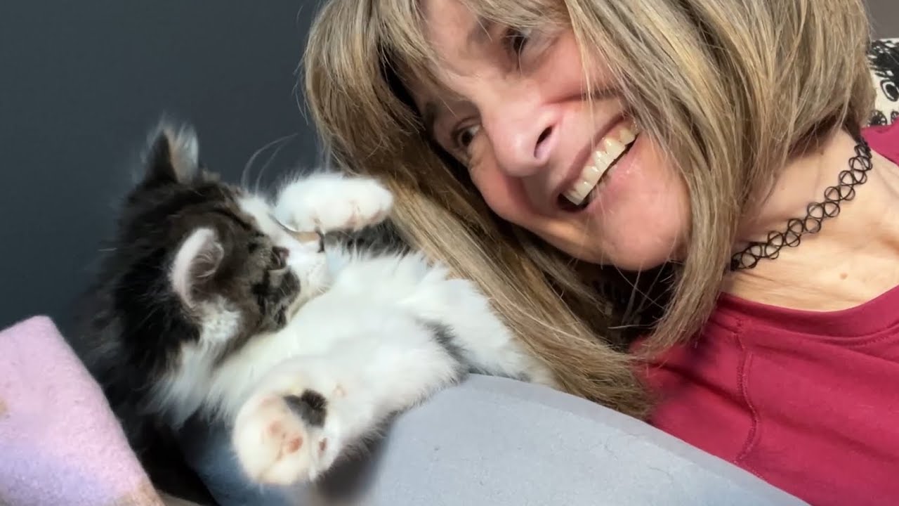 Временное содержание котенка: от пугливого до здорового – Табита готовится к усыновлению в городе...