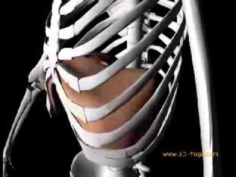 Video: Il diaframma è nel sistema respiratorio?