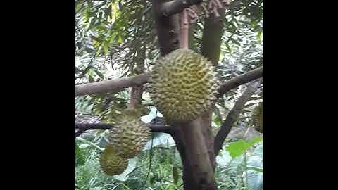 vườn musaking trái bói 30 gốc gần thu hoạch..