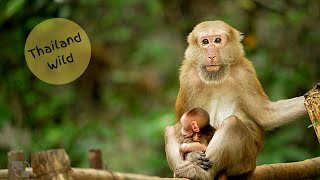 Assamese Macaque Babies Suckle in Thailand