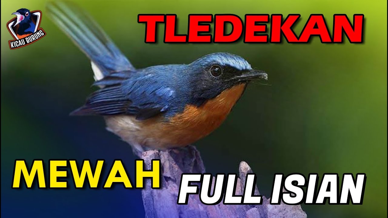 TLEDEKAN GUNUNG Tembakan Mewah Nyuling Full Isian