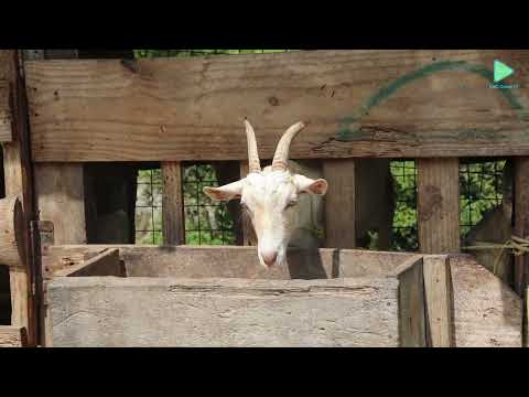 Siza Niko Mfugaji Wa Mbuzi Wa Maziwa Manispaa Ya Kinondoni Makongo 