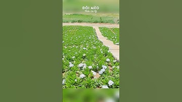 Cánh đồng hoa cẩm tú cầu in the floresh Đà Lạt