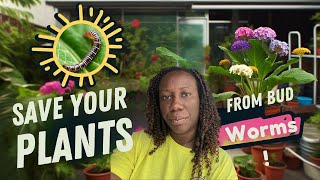 Save Your Plants from Bud Worms with THIS Simple Trick! by Auyanna Plants 46 views 3 hours ago 5 minutes, 39 seconds
