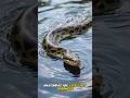 The Giant Snake That Can Crush Anything 😱#anaconda #shorts