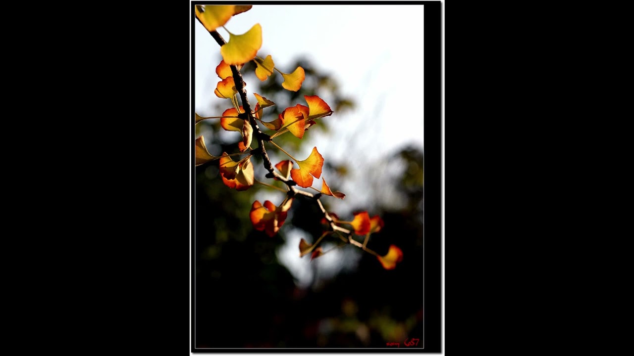 16 Dynemo - Daylight