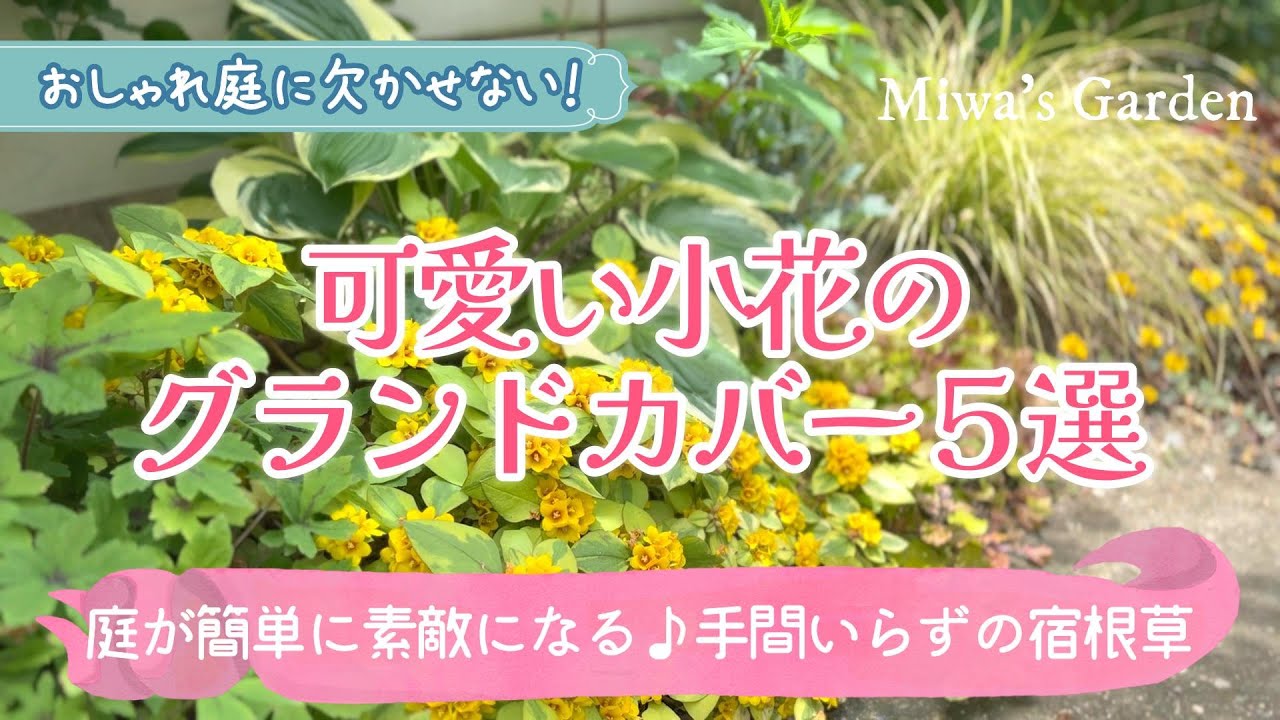 おすすめグランドカバー・小花が可愛い宿根草🌻】雑草対策に最適