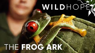 Frogs Are Going Extinct – Here's How We Can Save Them | WILD HOPE