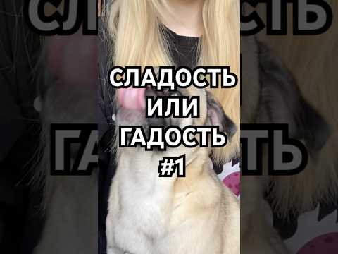 Кто тоже заметил шпиониро мопсино? 😂 #сладостьилигадость #пассажш #рек #shorts #рисовыекрекеры