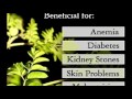 Day to day Health Benefits of Moringa the Multipurpose Tree