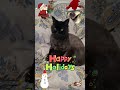 🎄✨Happy Holidays from Bubba the Cat!✨🎄#shorts #happyholidays
