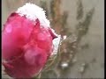 باران كندش