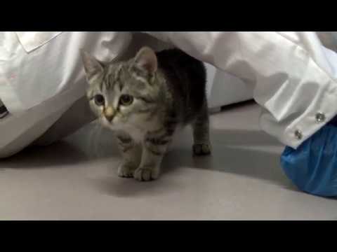 Video: Hur Man Förbereder En Katt För Kastrering