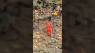 no. #song #bollywood #trending #shortvideo #shorts#insects