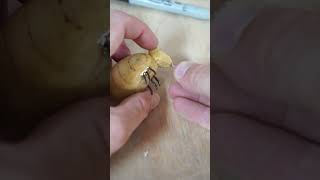 carving a chonky lil' bee