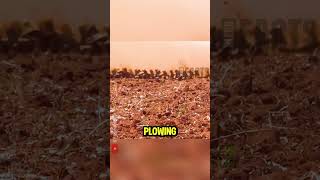 Download Lagu De gigantische ketting die honderden acres in minuten ploegt 🚜⚙️ MP3 Download Lagu De gigantische ketting die honderden acres in minuten ploegt 🚜⚙️ MP3