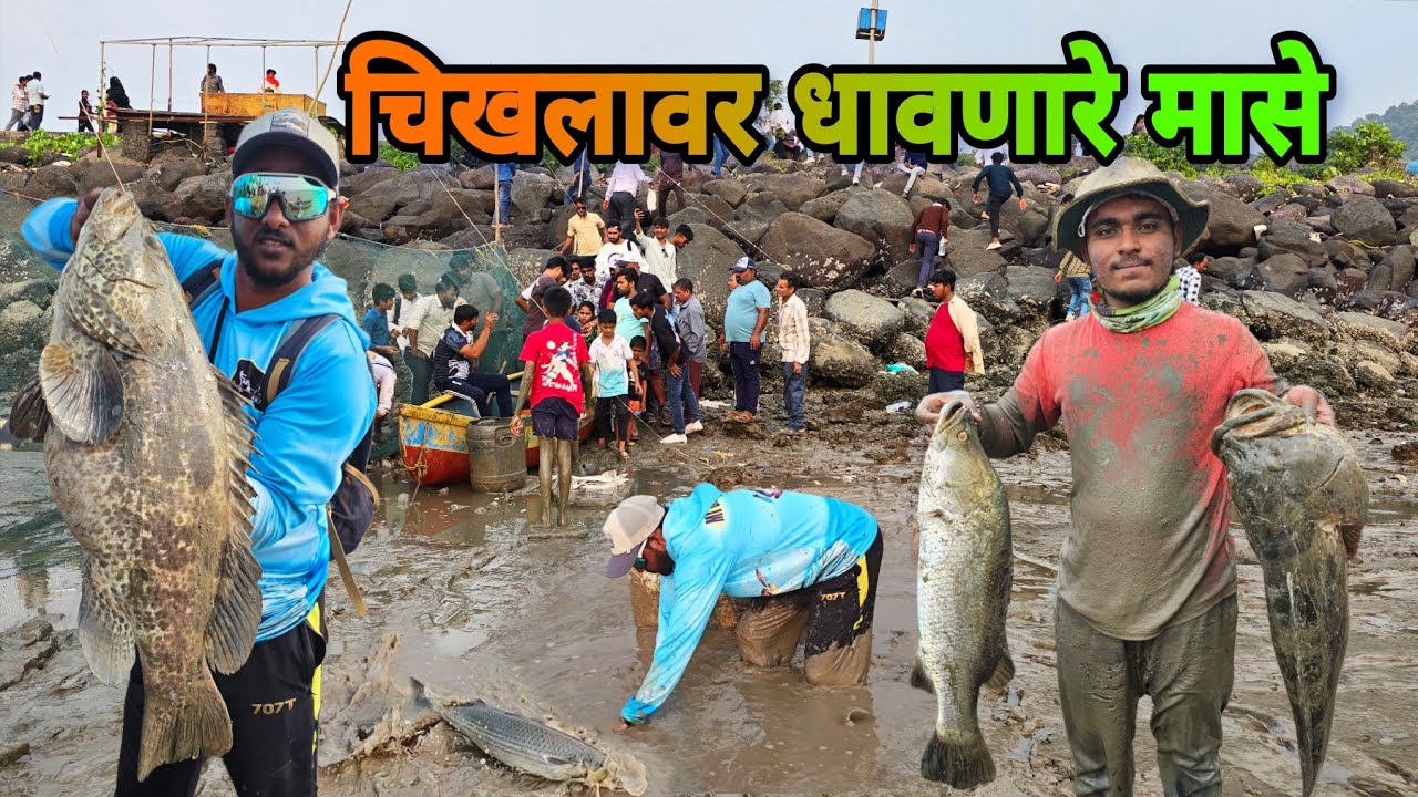 आज वाण्यात म्हावऱ्याचा धुमाकूळ | BIGGEST Barramundi & Monster Grouper | पारंपरिक वाणा मासेमारी, Vana