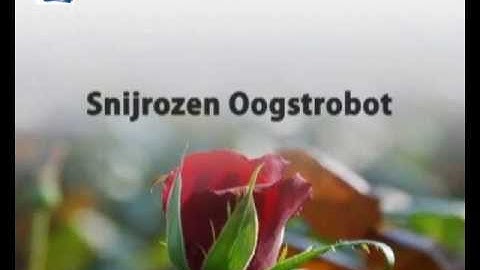 Cut rose harvesting robot