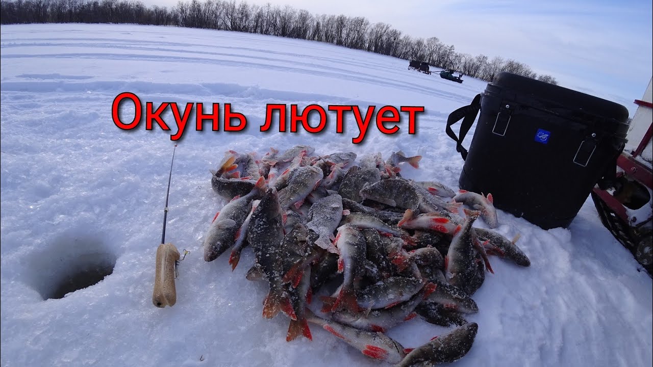 Сколько ест ока