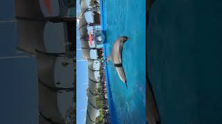 Dolphin Tricks Jumps Stunt Show Miami Dade County Seaquarium Aquarium Florida 2024