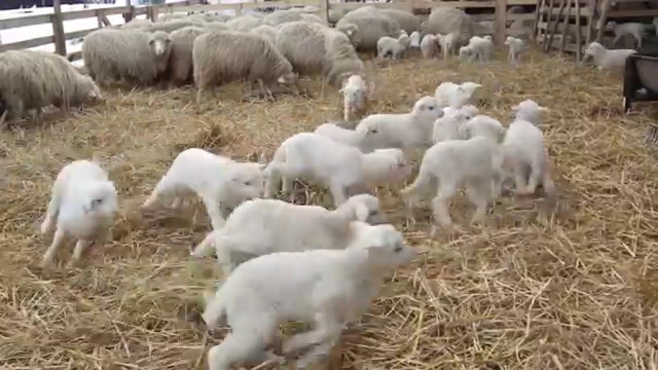 Legeltetett kérődzők belső és külső élősködői I. rész