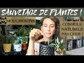 Moucherons de plantes dintrieur  5 solutions naturelles efficaces contre les sciarides 