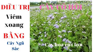 Điều trị VIÊM XOANG bằng cây NGũ sắc, (cỏ hôi, Hoa cứt Lợn) nhanh mà hiệu quả.