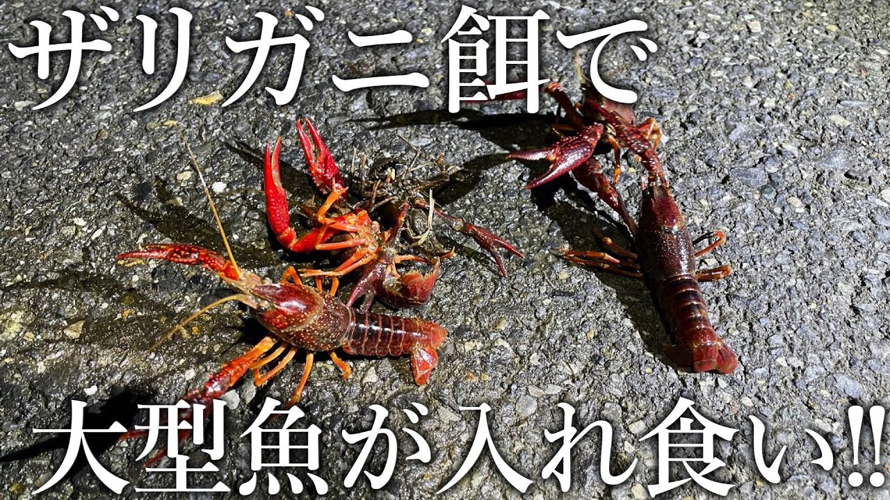 ザリガニで大型魚が入れ食い！日本一大物が釣れる水域に外来生物を投入するとありえない漁獲高に…