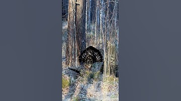 Глухарь-боец. Глухариный ток Capercaillie is a fighter. Capercaillie current #shorts #wildlife