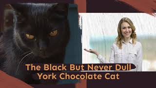 The Black But Never Dull York Chocolate Cat