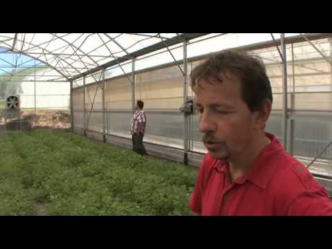 Vidéo: Herbes Médicinales Dans Le Pays