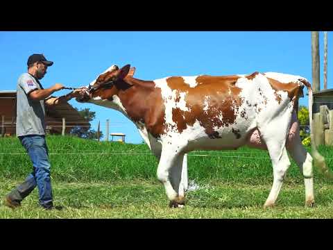 LOTE 24 DELETOPI DINA 438 ELEVATED