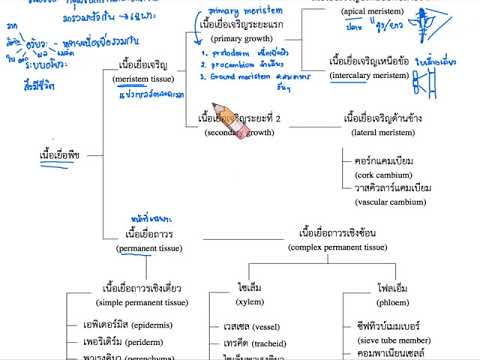 ตัวอย่าง : สรุปเข้มชีววิทยา เรื่องโครงสร้างและหน้าที่ของพืชดอก