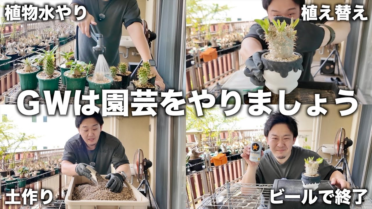 Caudex Plants] Let's do some gardening during Golden Week! - YouTube