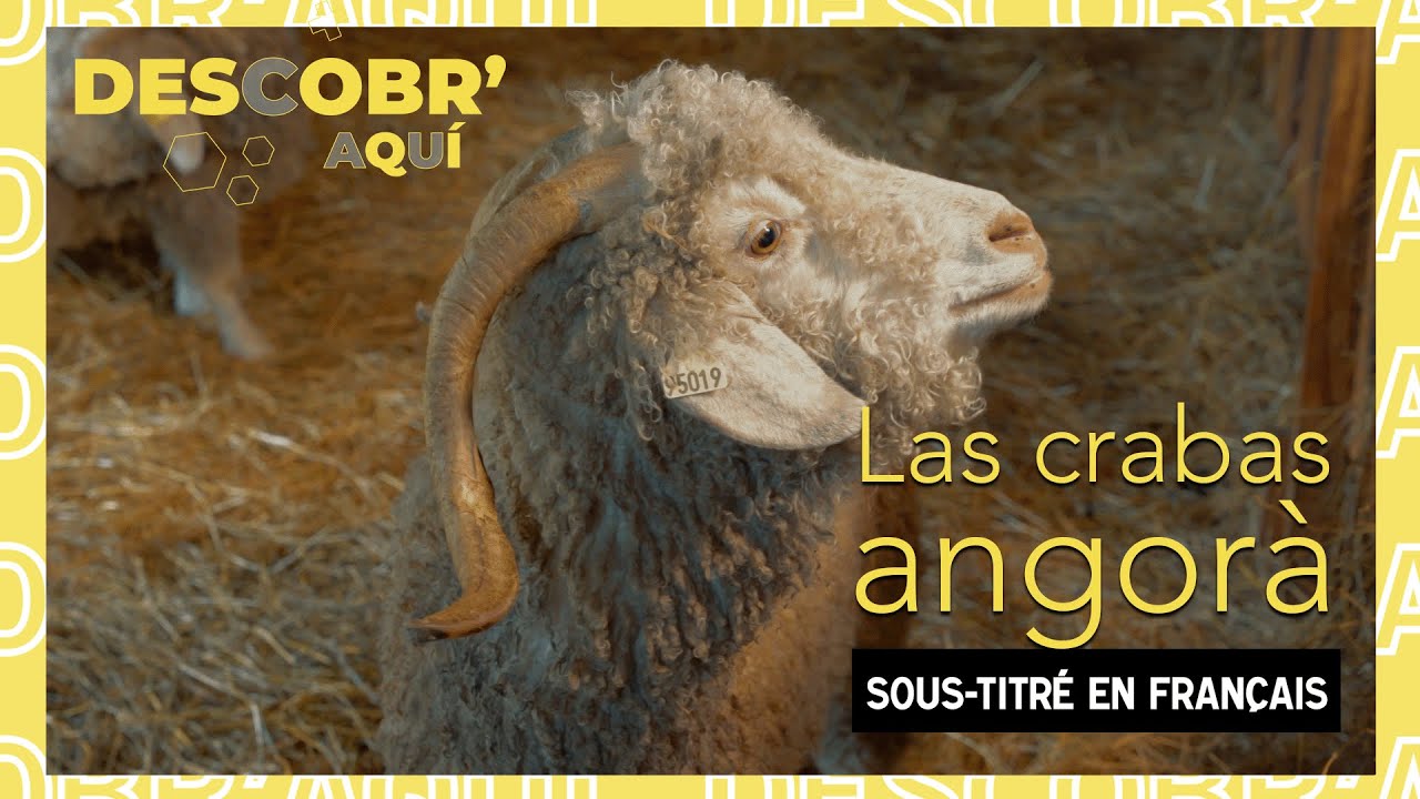 🎒🐐 Las crabas angòra / Les chèvres angora - Descobr'aquí