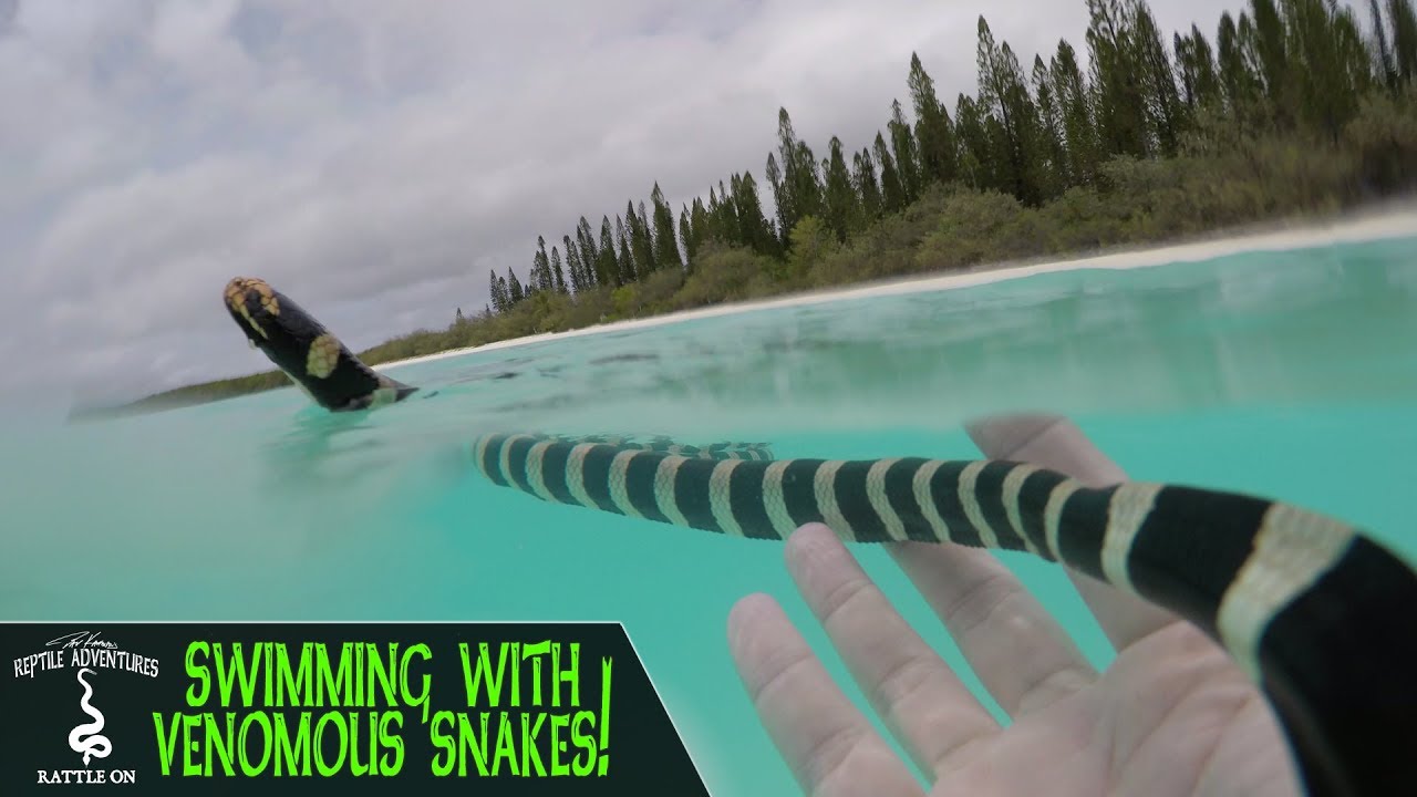SWIMMING WITH VENOMOUS SNAKES! (New Caledonia, 2018) YouTube