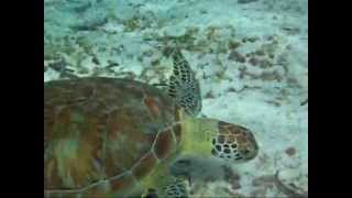 The Blue Waters of Belize