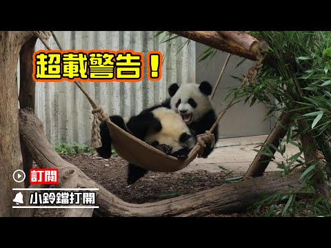 《熊貓早晚安》天上掉下個熊孩子 | iPanda熊貓頻道