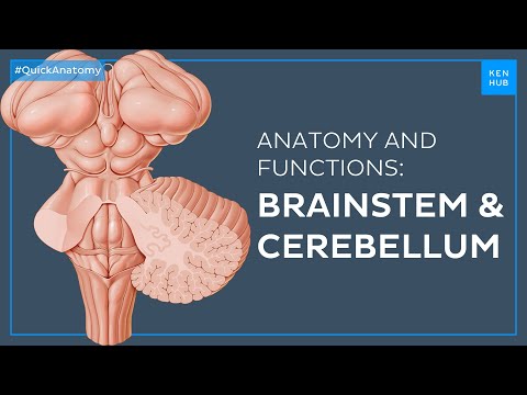 Video: Cerebelul face parte din trunchiul cerebral?