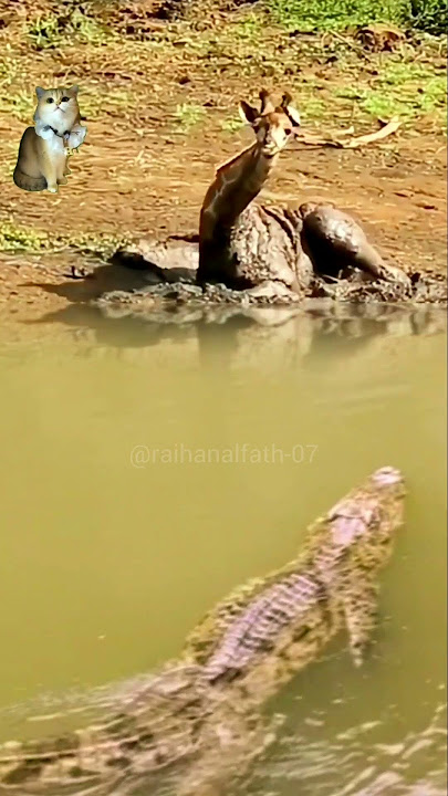 Buaya Mengintai Anak Jerapah dan Kucing di Sungai #animals #crocodile