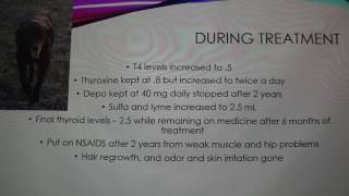Canine Hypothyroidism