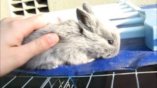 2 Week Old Bunnies, The Cutest Things to Exist!!! | Herd Update