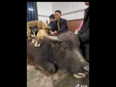 Does your cow come into the living room to watch TV?你家的牛能进你的客厅看电视吗？
