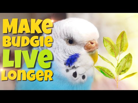 Video: Cara Membuat Budgie Lebih Lama