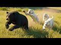 American Black Bear Being Chased by Three Hungry White Cougars in the Open Grassland