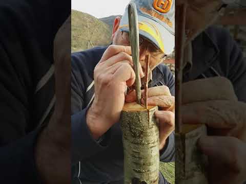 Video: Për çfarë përdoren trungjet e pemëve?