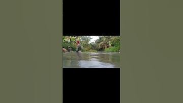 Manusia berang berang diluar nalar menangkap ikan dengan tangan kosong 🫳🫴🐟 #viral #gogohikan#shorts