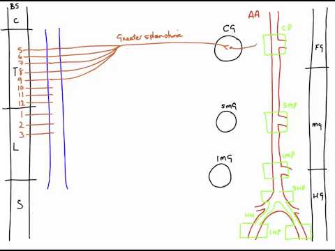 Autonomic Nerves of the Abdomen