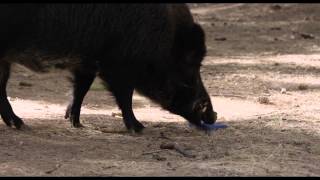 Reality - Zwiastun Pl