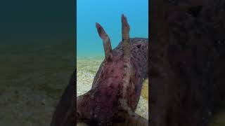 This California sea slug is swervin like he just leaving the club. #scubadiving #animalshorts